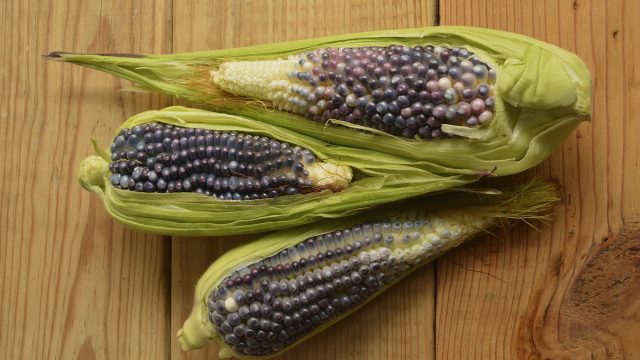 Cultivo del maíz en México, en riesgo por el cambio&nbsp;climático