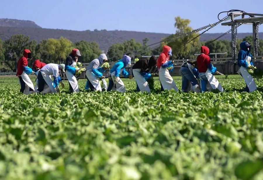 Empresas del agro impulsarán plan de trabajo digno para los jornaleros&nbsp;agrícolas