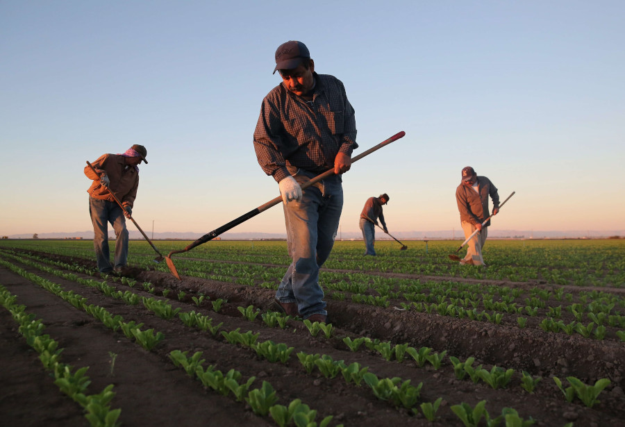 México acusa a EU por violaciones a derechos laborales de jornaleros&nbsp;agrícolas