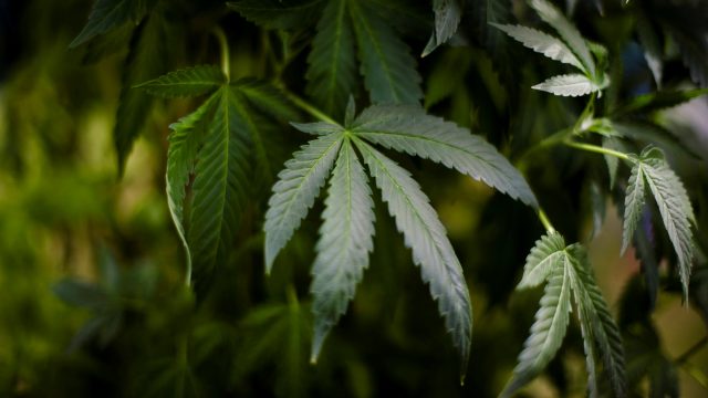 Consumidores lúdicos de mariguana aguardan la decisión de la&nbsp;SCJN