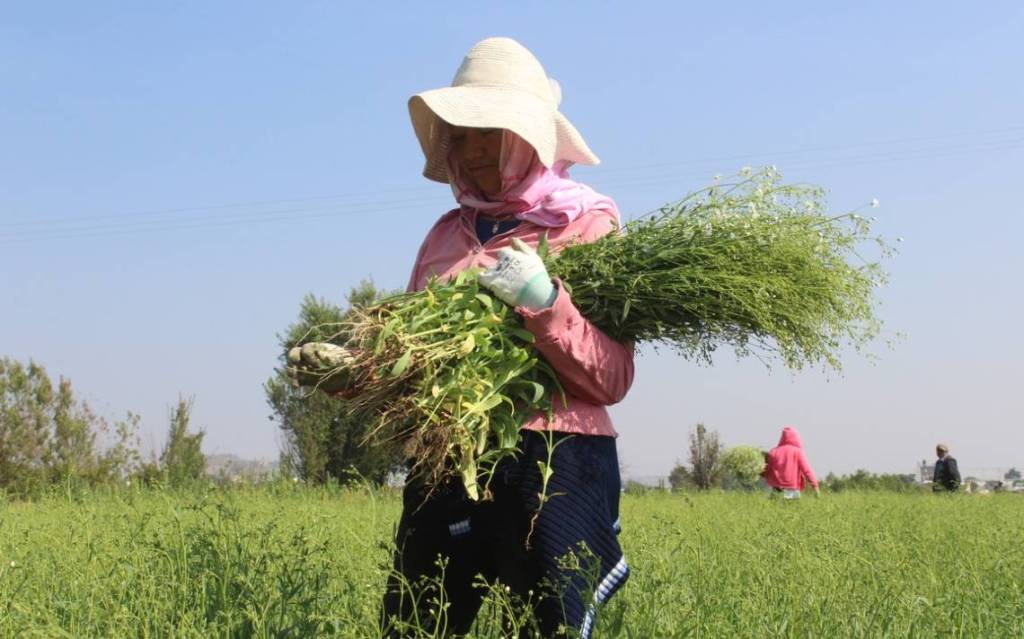 El 47% de trabajadores del agro Gana un salario deplorable o&nbsp;nulo