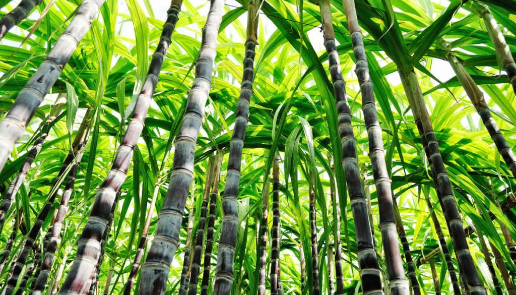 Producción Azucarera en México