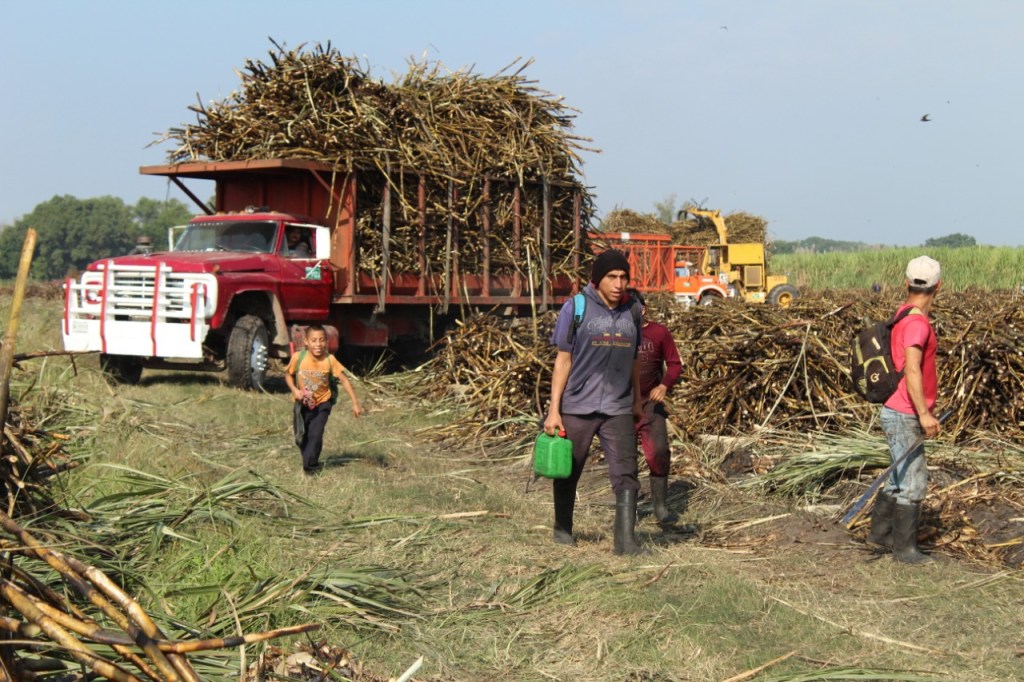 De la caña al caos: Cómo el clima pone en jaque al azúcar veracruzano