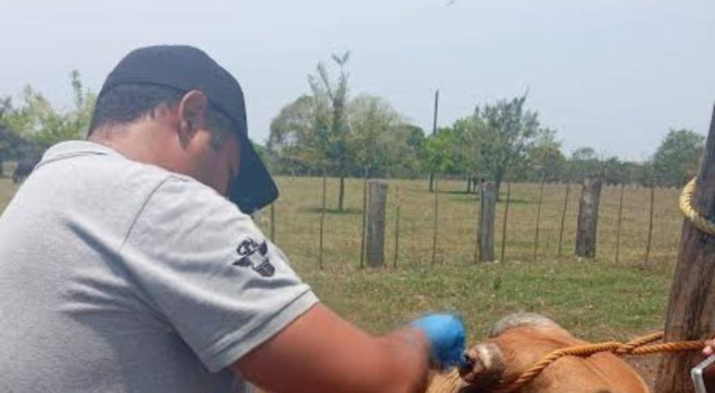 Emergencia por gusano barrenador sigue activa en 7 estados: riesgo persiste para el sector&nbsp;pecuario